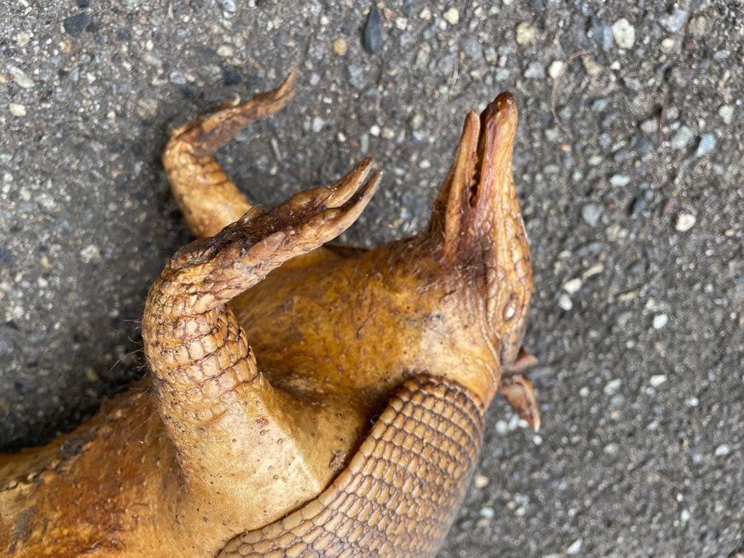 ココノオビアルマジロ　アルマジロ　剥製　ワシントン条約対象外