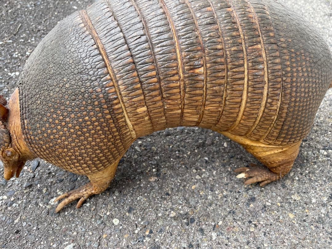 ココノオビアルマジロ　アルマジロ　剥製　ワシントン条約対象外