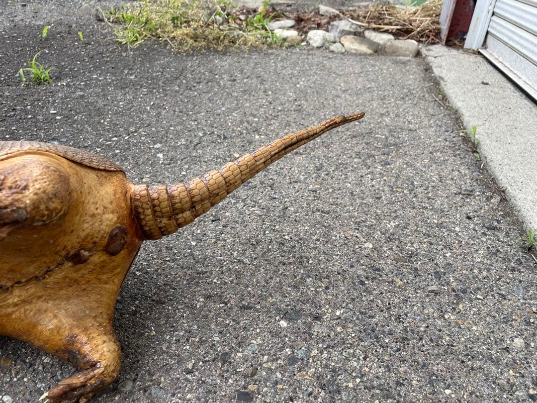 ココノオビアルマジロ　アルマジロ　剥製　ワシントン条約対象外