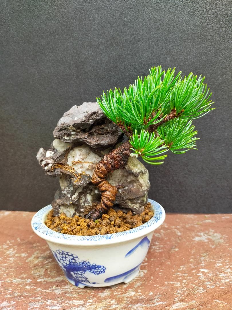 那須娘　八房五葉松　盆栽