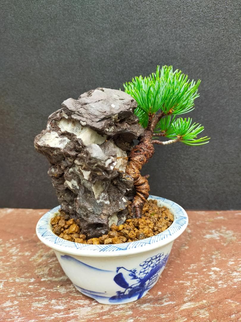 那須娘　八房五葉松　盆栽