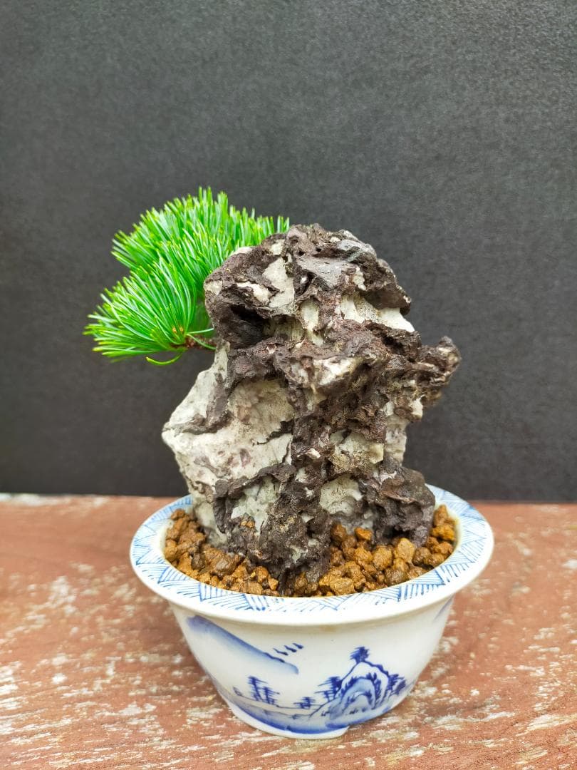 那須娘　八房五葉松　盆栽