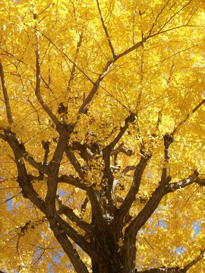 オールドデジカメ　コニカミノルタ Dimage X1 2台セット