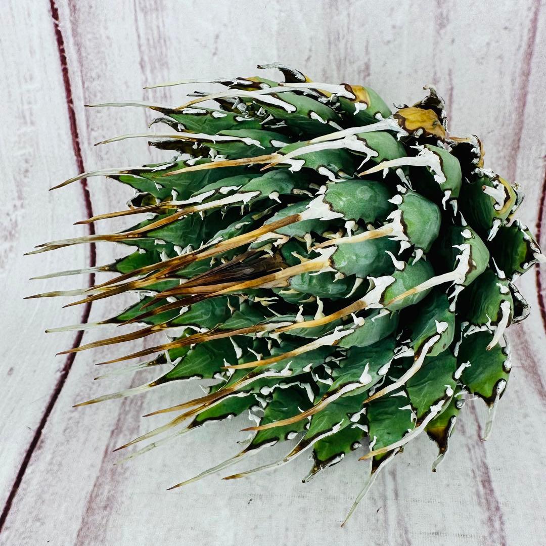 ③ アガベ ユタエンシス エボリスピナ 丸型 ロングスパイン