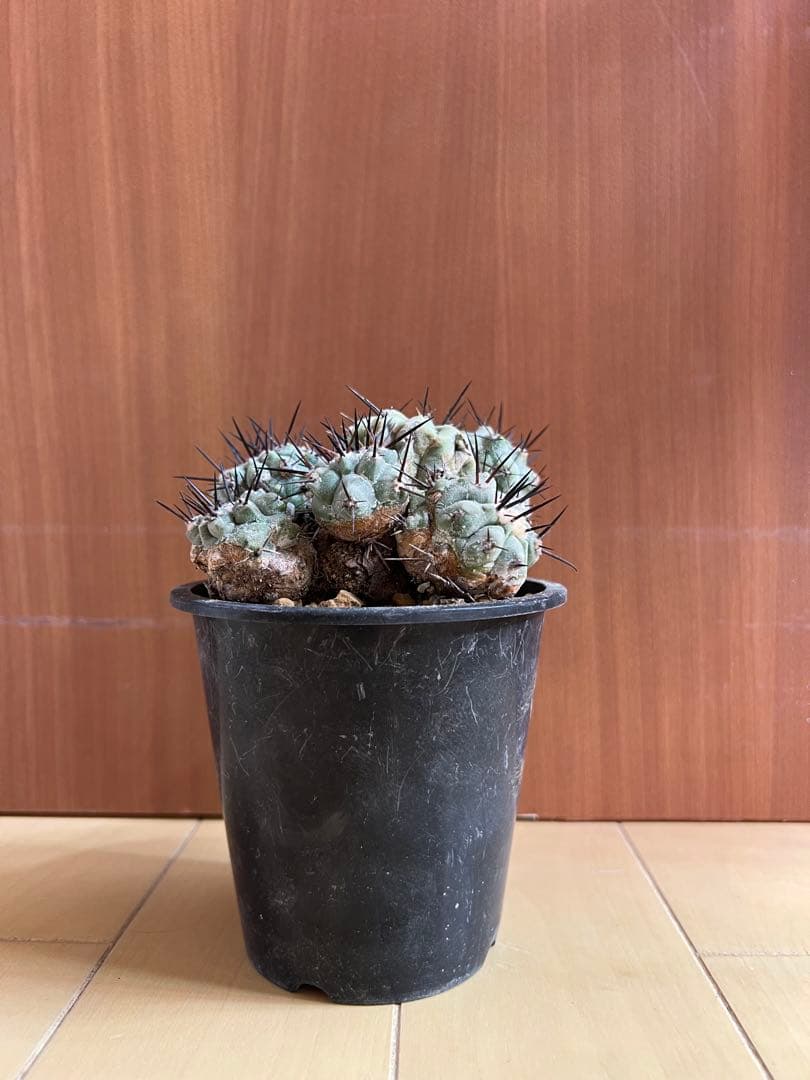 黒王丸 実生 群生 コピアポア