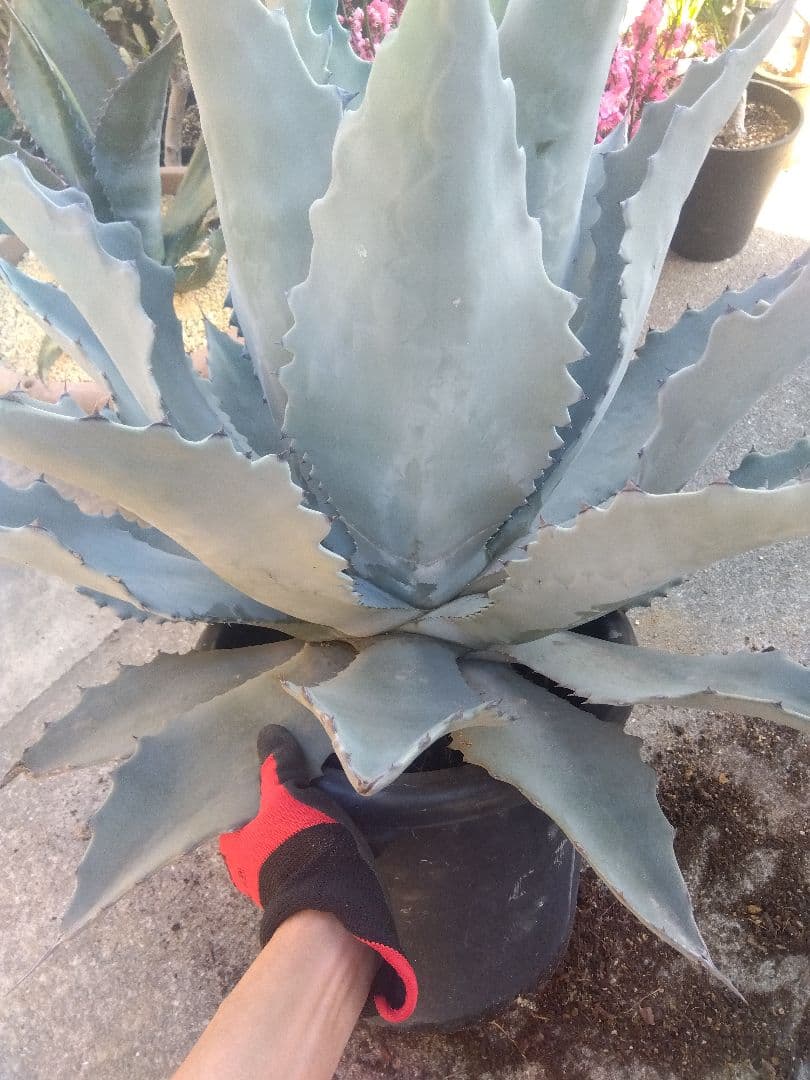 アガベ　テマカプリネンシス　選抜個体　超大株70センチ❗超特大親株❗