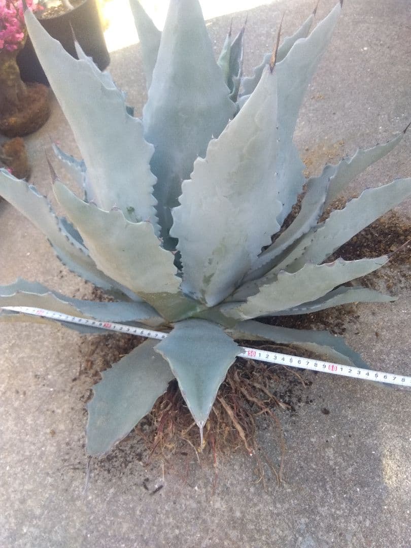 アガベ　テマカプリネンシス　選抜個体　超大株70センチ❗超特大親株❗