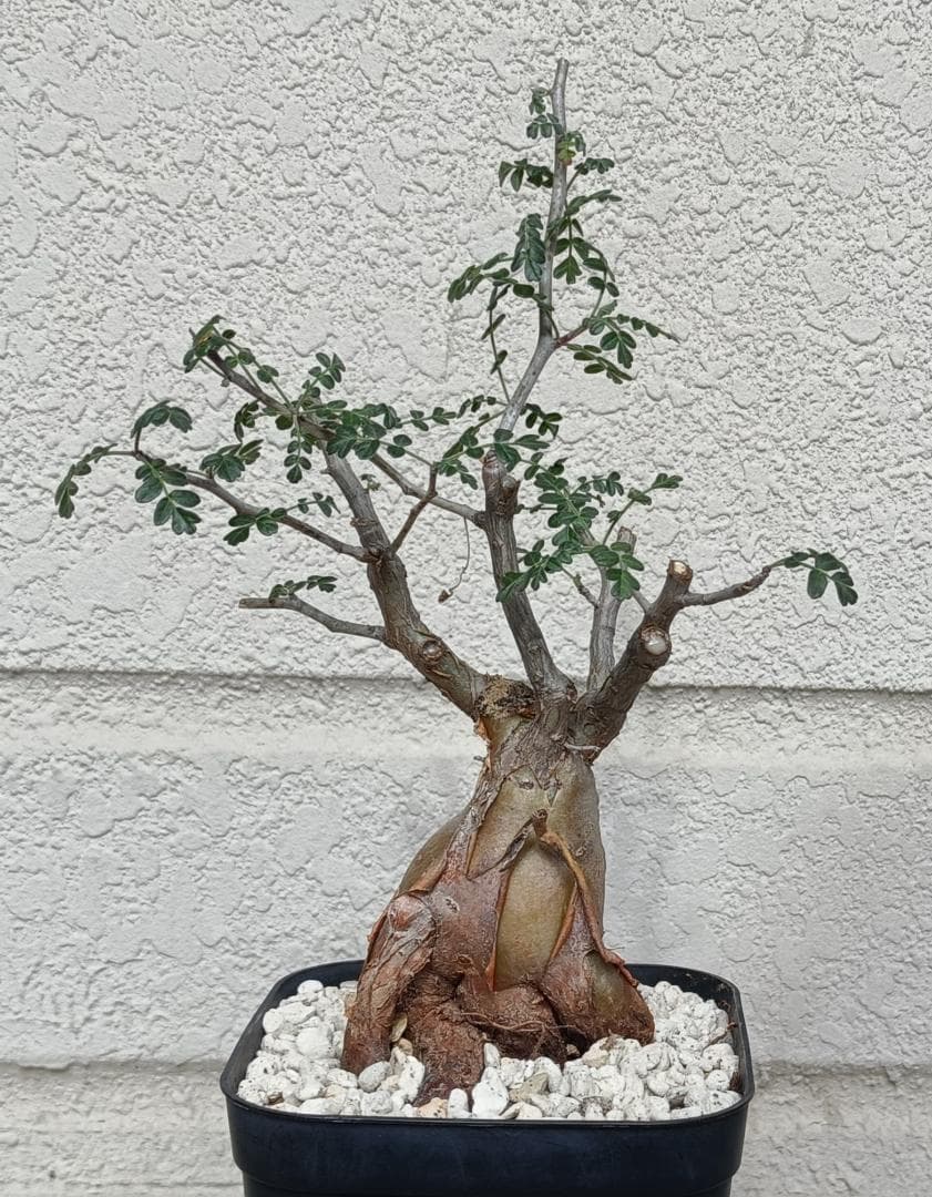 パキコルムスディスカラー 象の木 #6