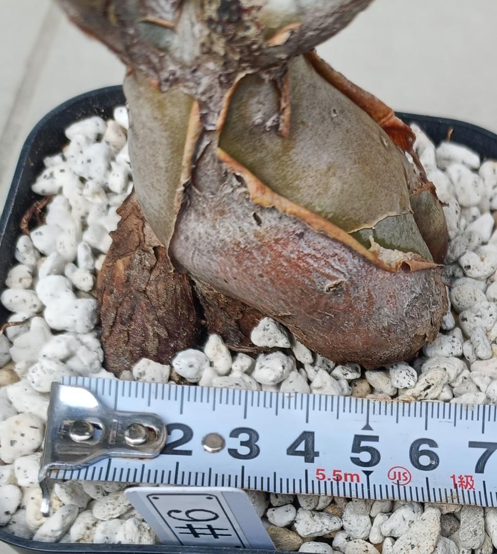 パキコルムスディスカラー 象の木 #6