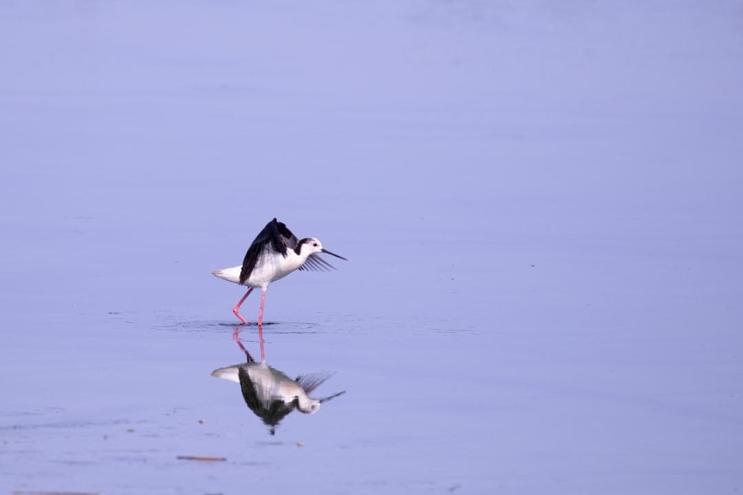 Canon EOS 6D 天体撮影改造機ボディ