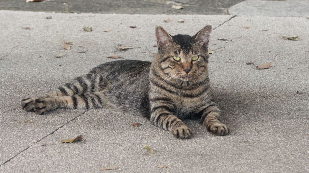 LUMIX DMC-FZ1000 4Kカメラ