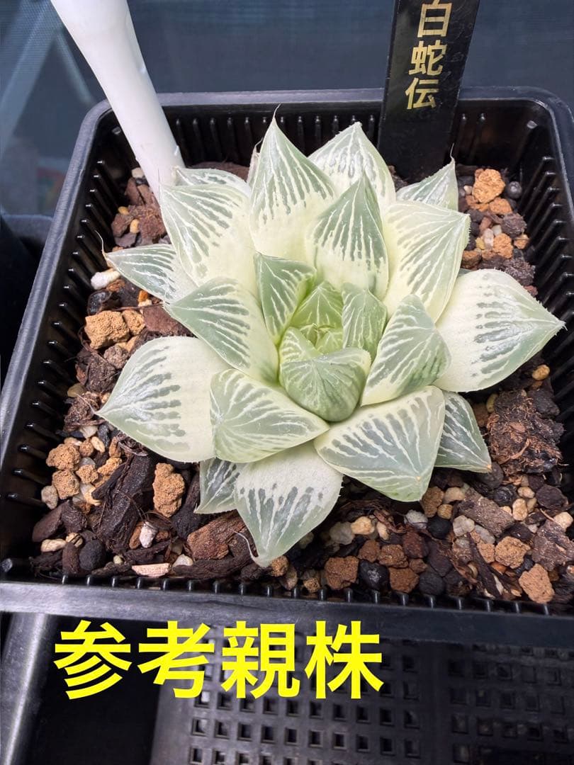 白蛇伝　カキ仔　セット販売