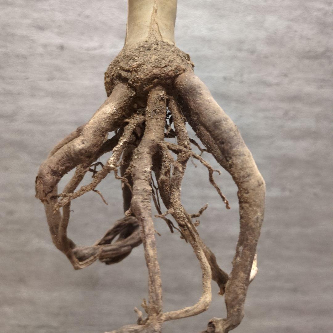 P*a様 アロエ　ラモシシマ 特大株　珍奇植物　塊根植物　コーデックス　多肉植物