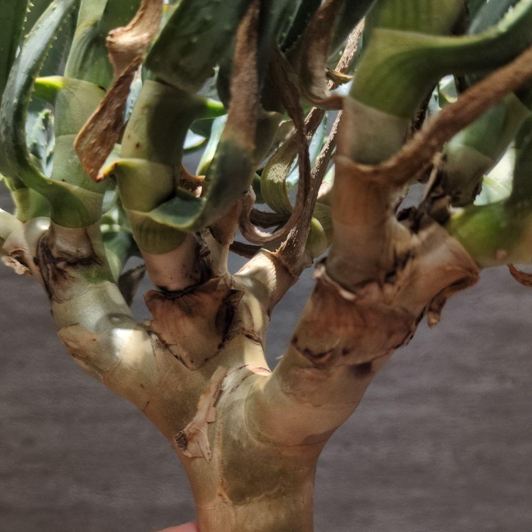 P*a様 アロエ　ラモシシマ 特大株　珍奇植物　塊根植物　コーデックス　多肉植物