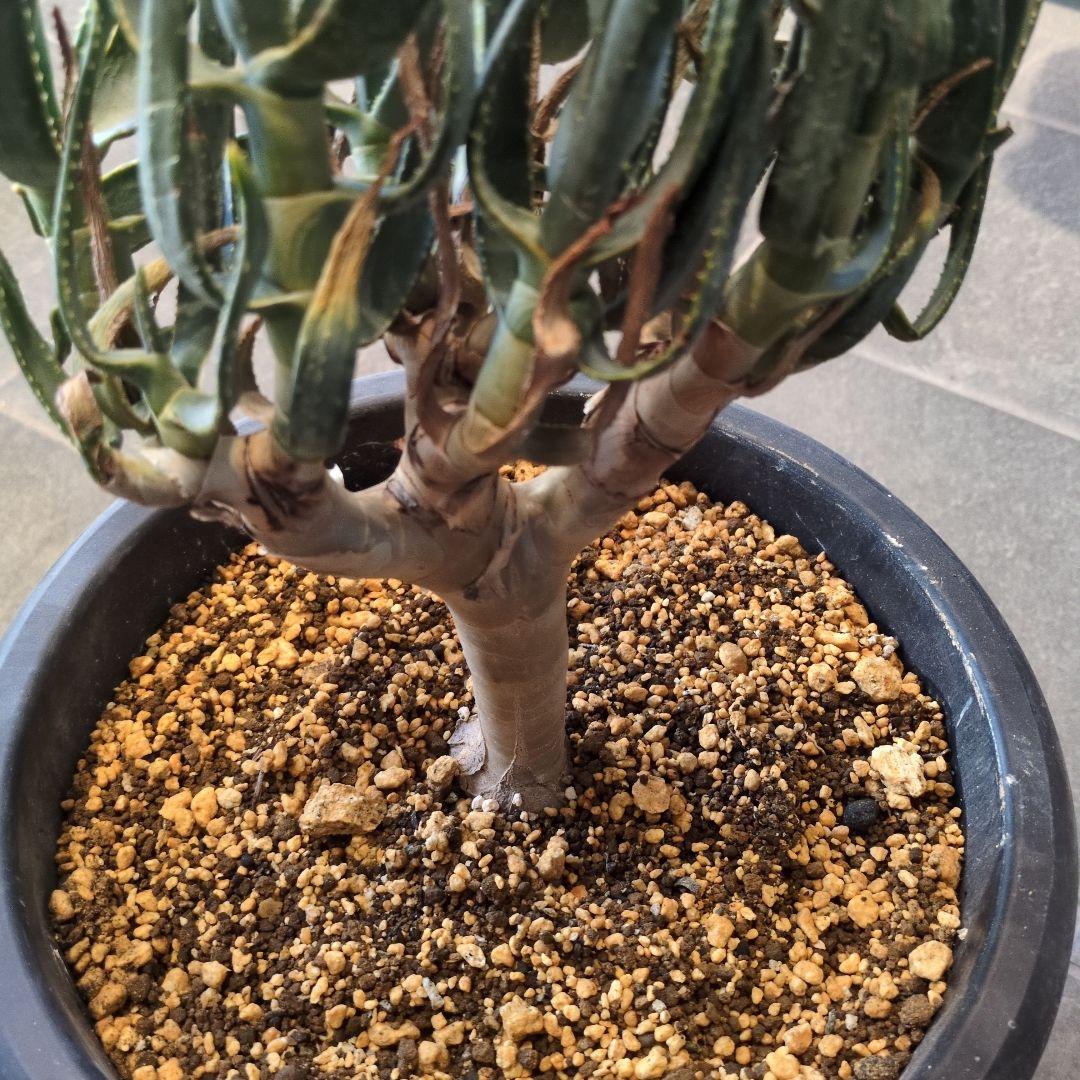 P*a様 アロエ　ラモシシマ 特大株　珍奇植物　塊根植物　コーデックス　多肉植物