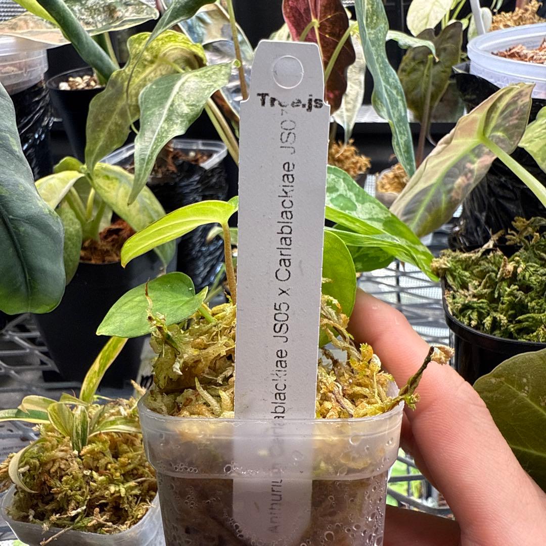 アンスリウム Carlablackiae JS05 & JS07