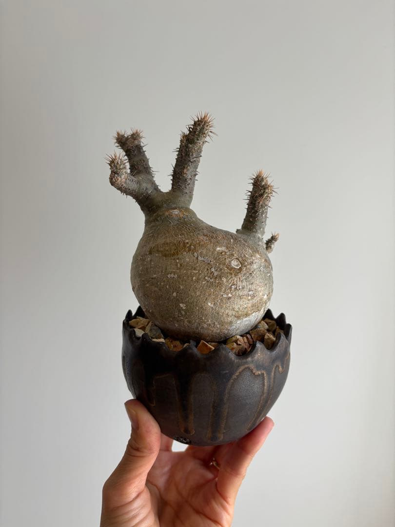 ⭐︎のりあやいいふうふ★グラキリス　現地球　発根済　作家鉢付