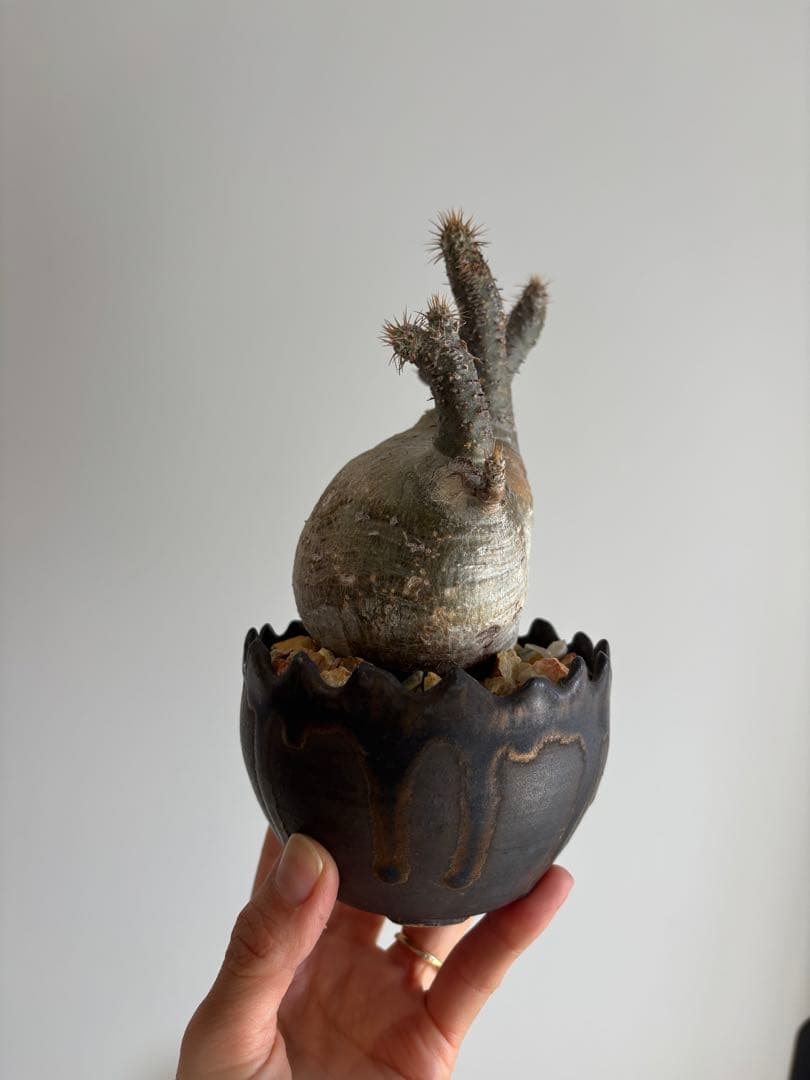 ⭐︎のりあやいいふうふ★グラキリス　現地球　発根済　作家鉢付