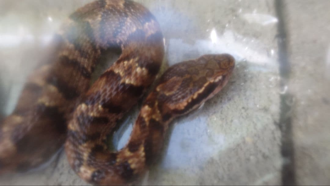 マムシ酒（岐阜県産）