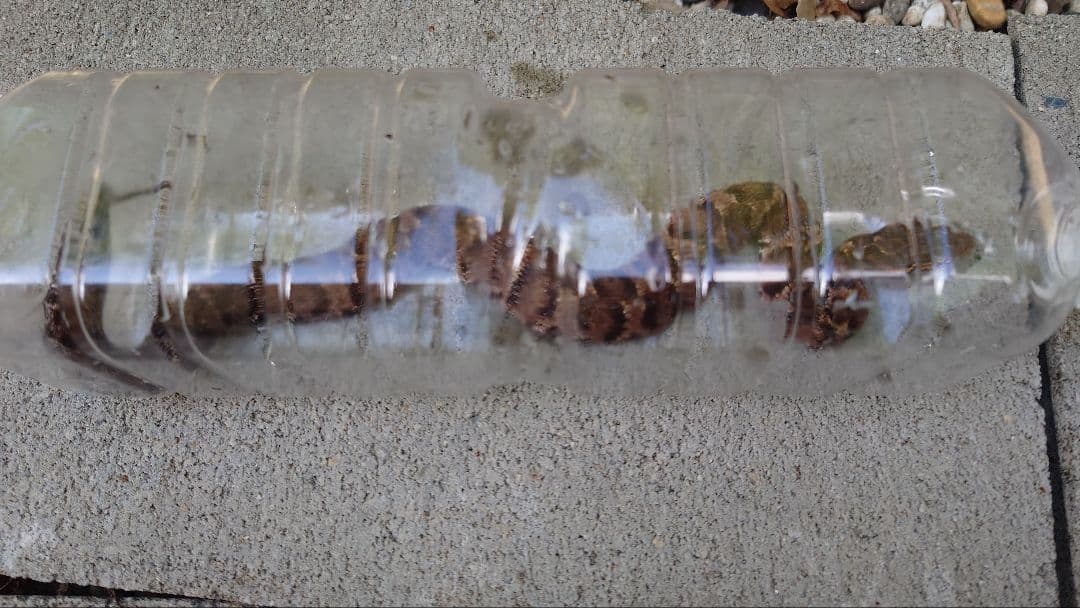 マムシ酒（岐阜県産）