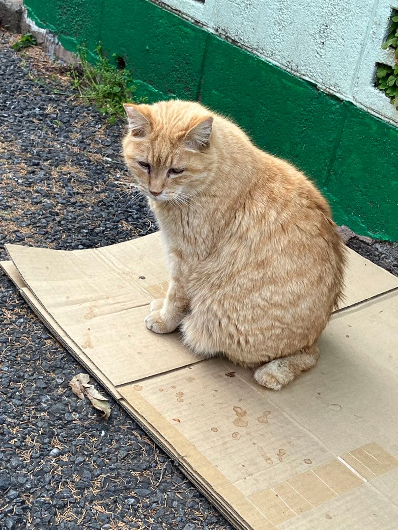 [boardlife様]Burton ak オーバーオール 黒