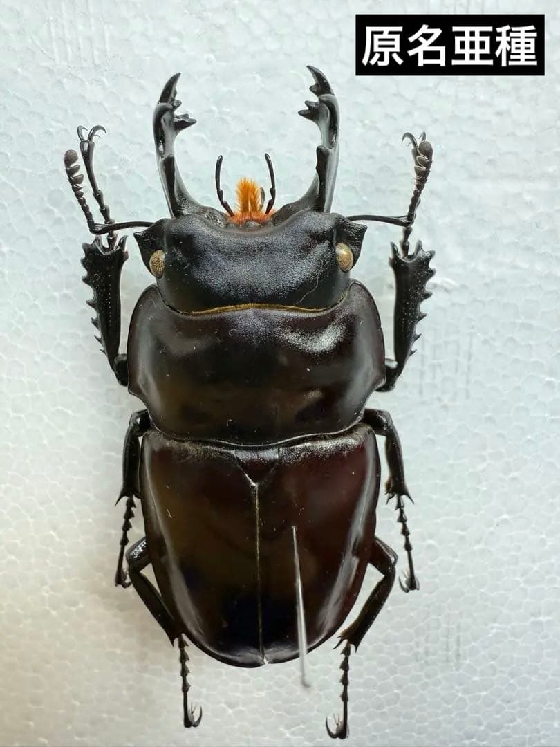 ヤエヤママルバネクワガタ原名亜種（西表島産）♂60.8㎜