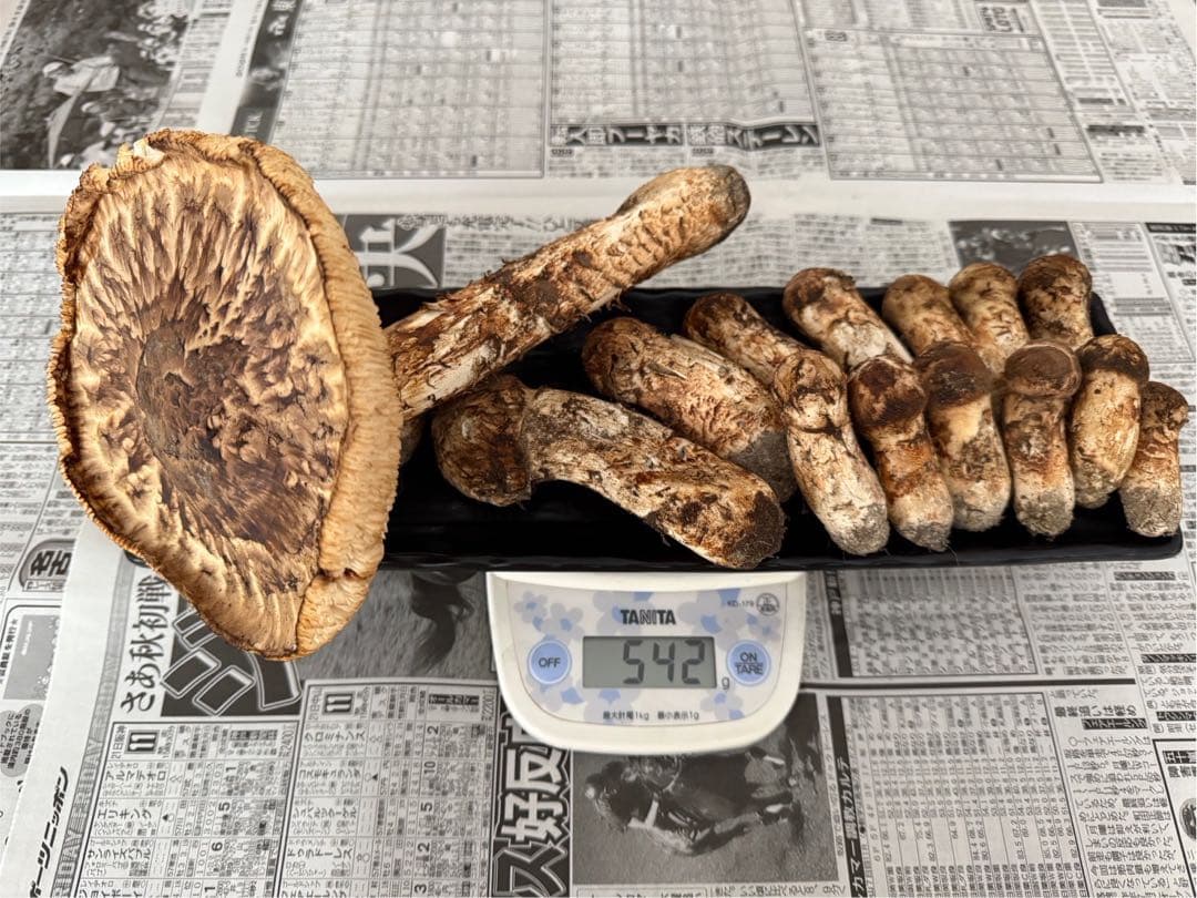 松茸　北海道　訳あり　500g 送料込