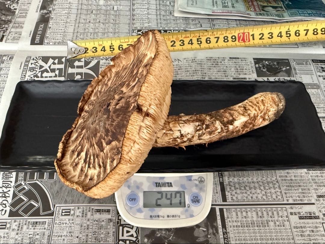 松茸　北海道　訳あり　500g 送料込