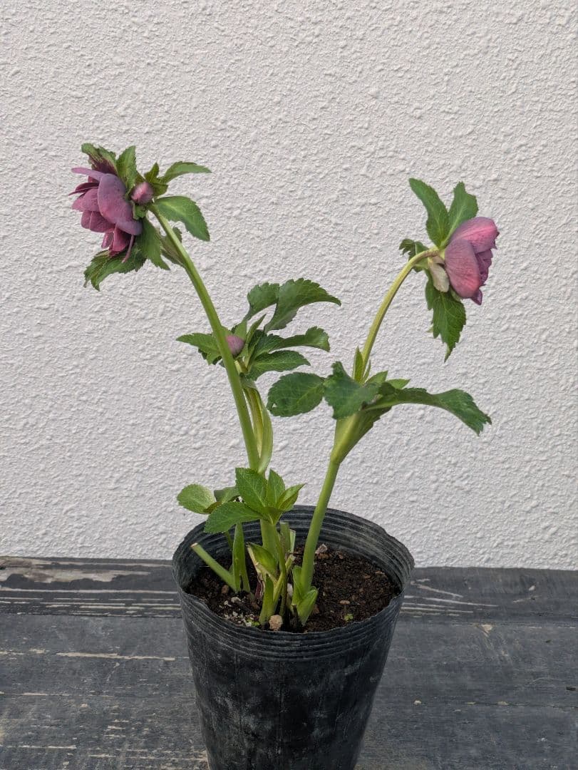 【野田園芸】クリスマスローズ　ダークパープルddベタブロッチ