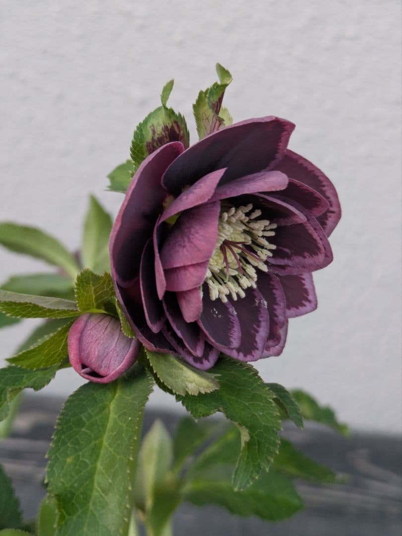 【野田園芸】クリスマスローズ　ダークパープルddベタブロッチ