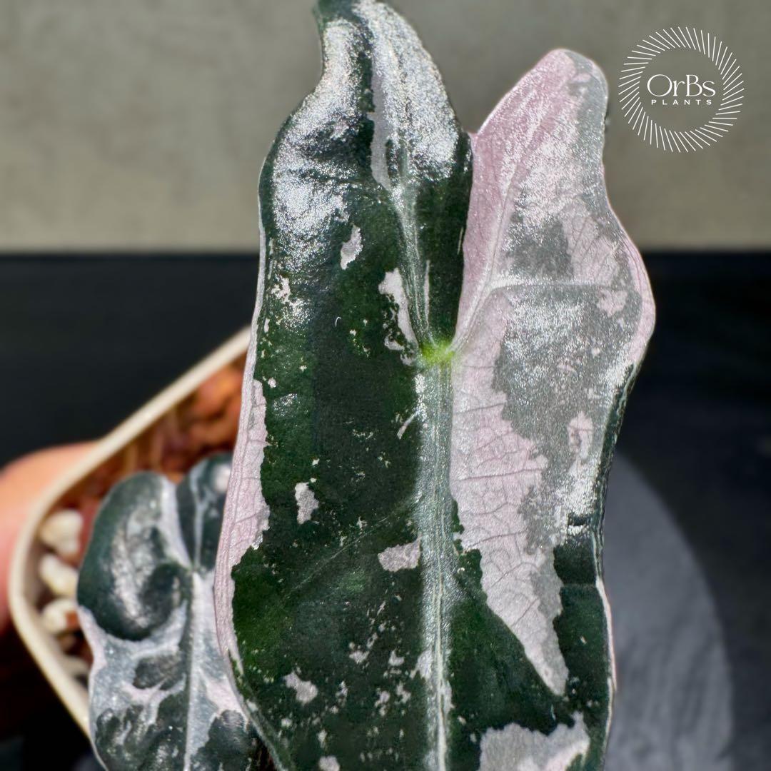 最終価格【芋から育成】アロカシア ノビリス ピンク斑入り 良斑 ※鉢のまま発送