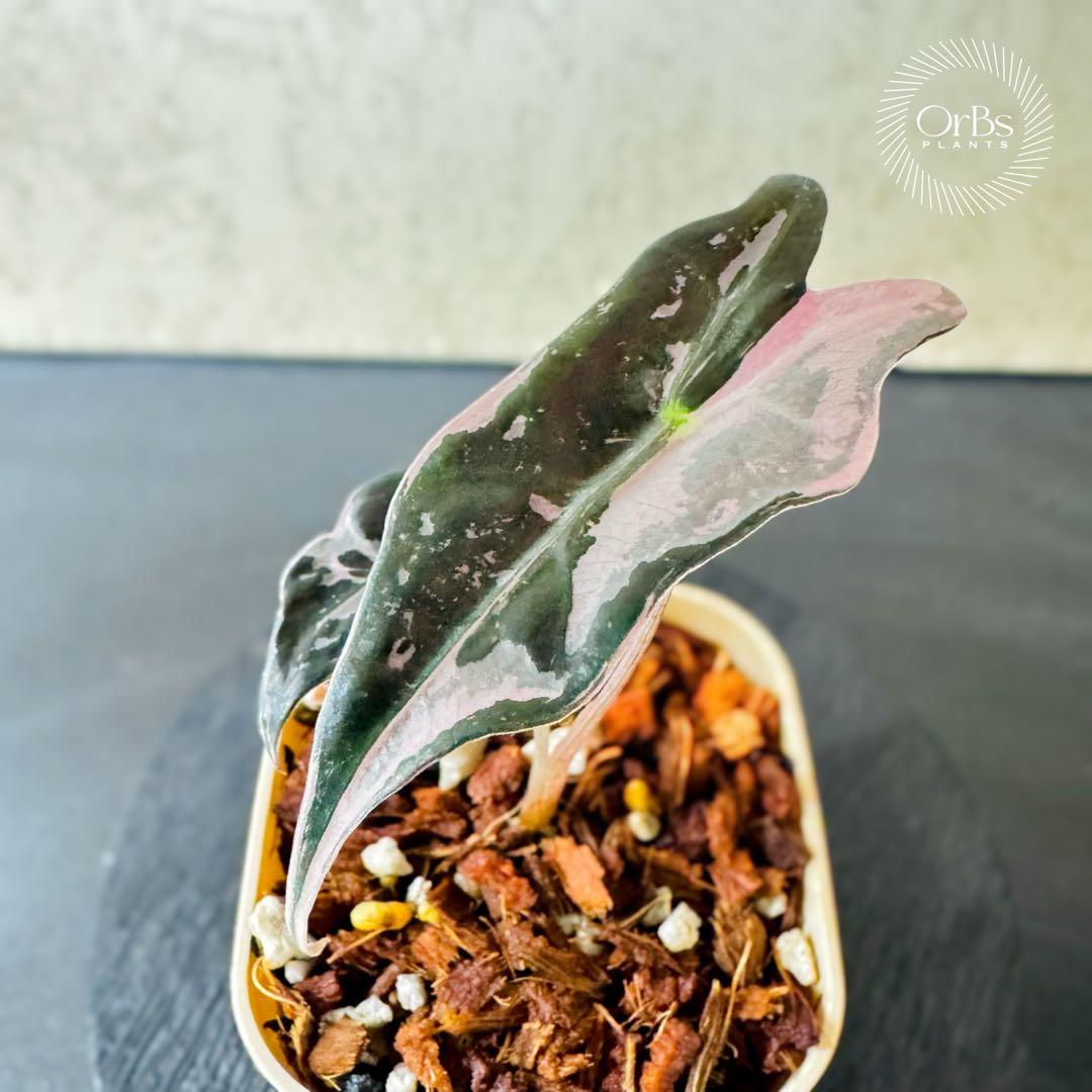 最終価格【芋から育成】アロカシア ノビリス ピンク斑入り 良斑 ※鉢のまま発送