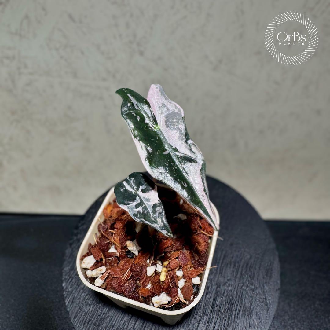 最終価格【芋から育成】アロカシア ノビリス ピンク斑入り 良斑 ※鉢のまま発送