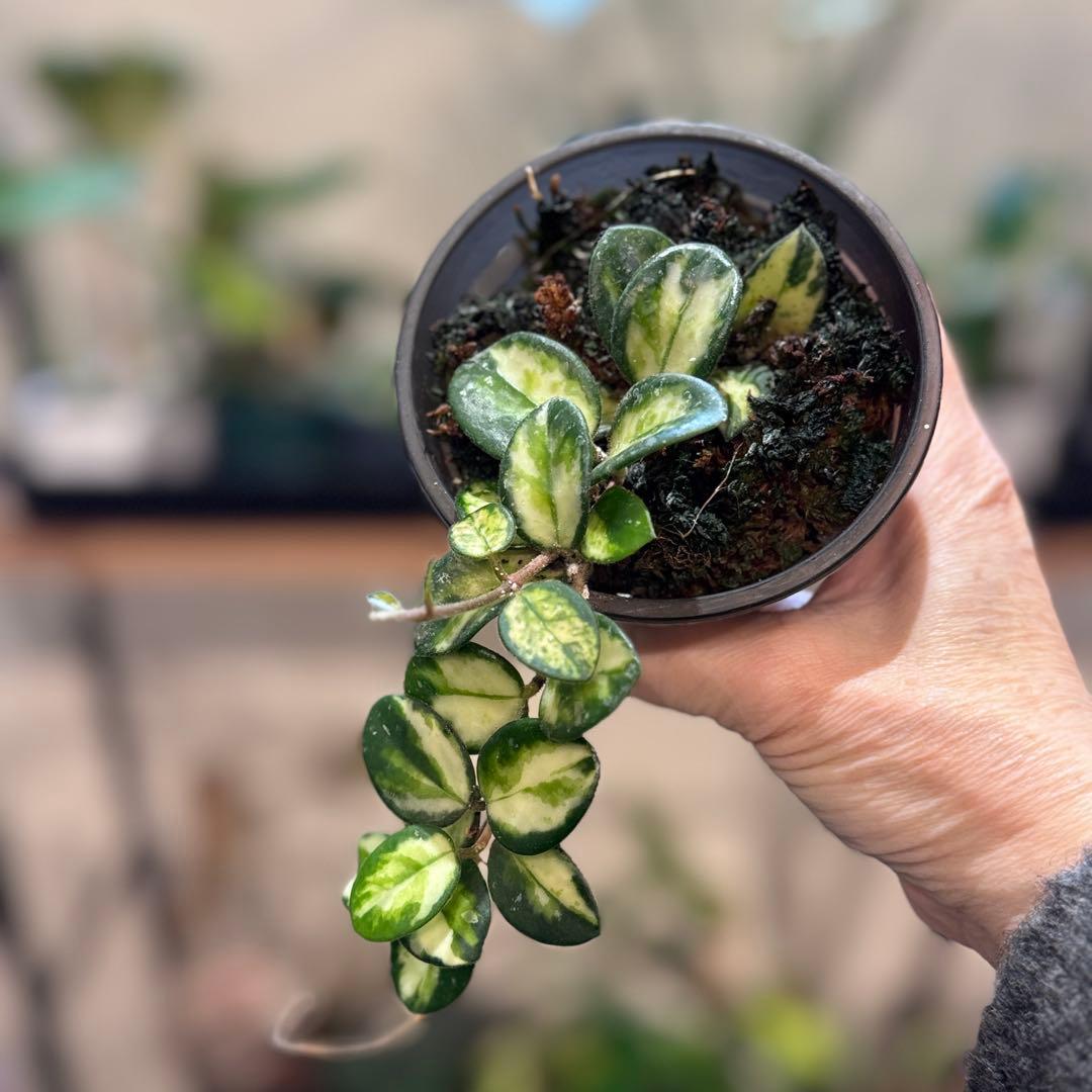 k*9様 10 ホヤ　マチルダ　内斑入り　成長点複数