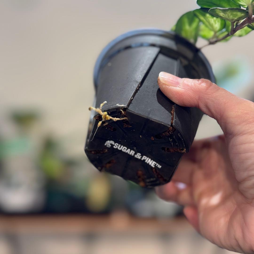 k*9様 10 ホヤ　マチルダ　内斑入り　成長点複数