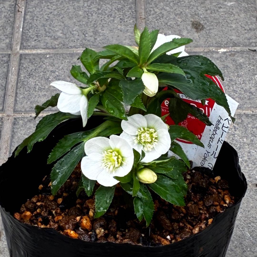 小*夏様 3448☘️花、タグ付☘️⭐️ベビードール⭐️超小輪⭐️超コンパクト⭐