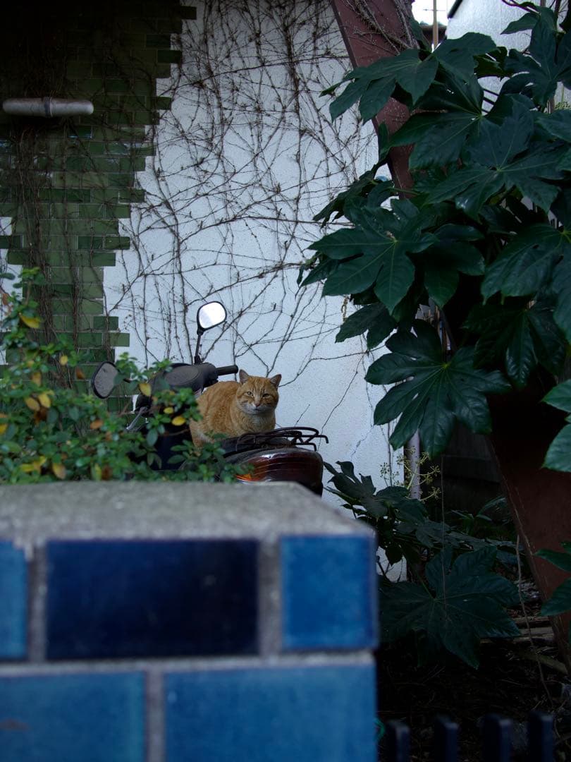 OLYMPUS OM-D E-M10 Mark Ⅳ パンケーキレンズ2つ