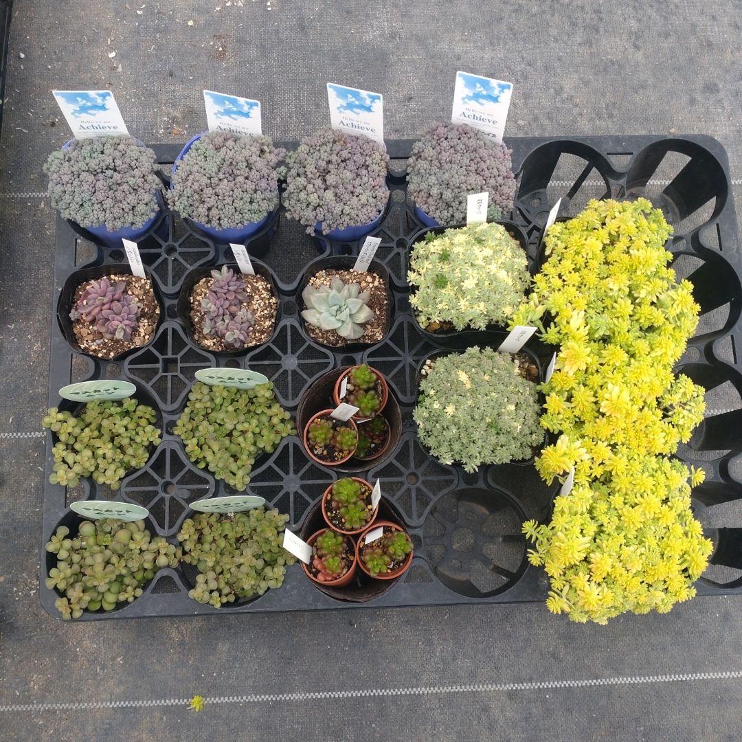 ✿Mi_Hi☘さん専用