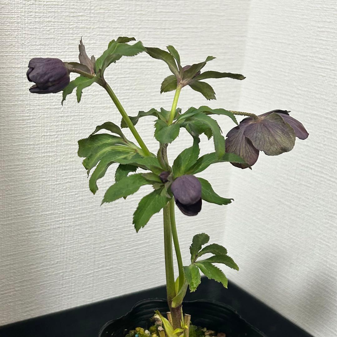 クリスマスローズセミダブルA2 花1つぼみ6