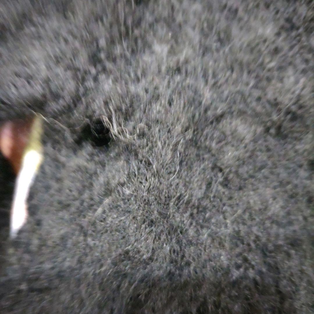 ワンダフルワールド　黒に豪華な花モチーフ付　モヘヤカーディガン 難有り