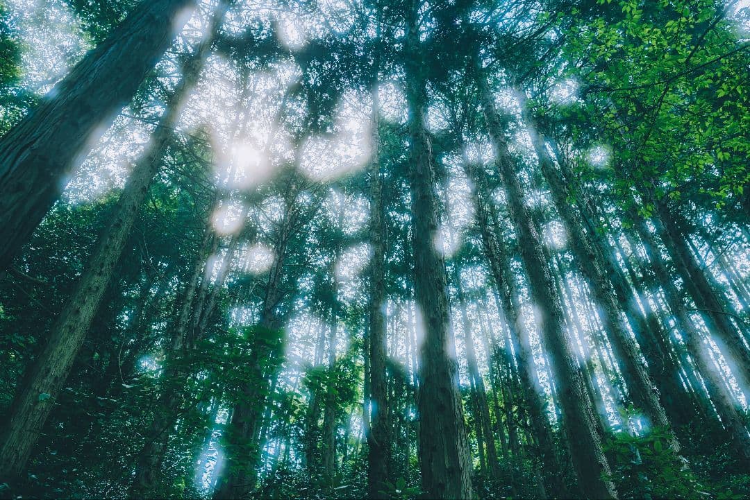 「【元箱付】LEICA Q2 完動品ブラックミスト・予備バッテリー付」作例有