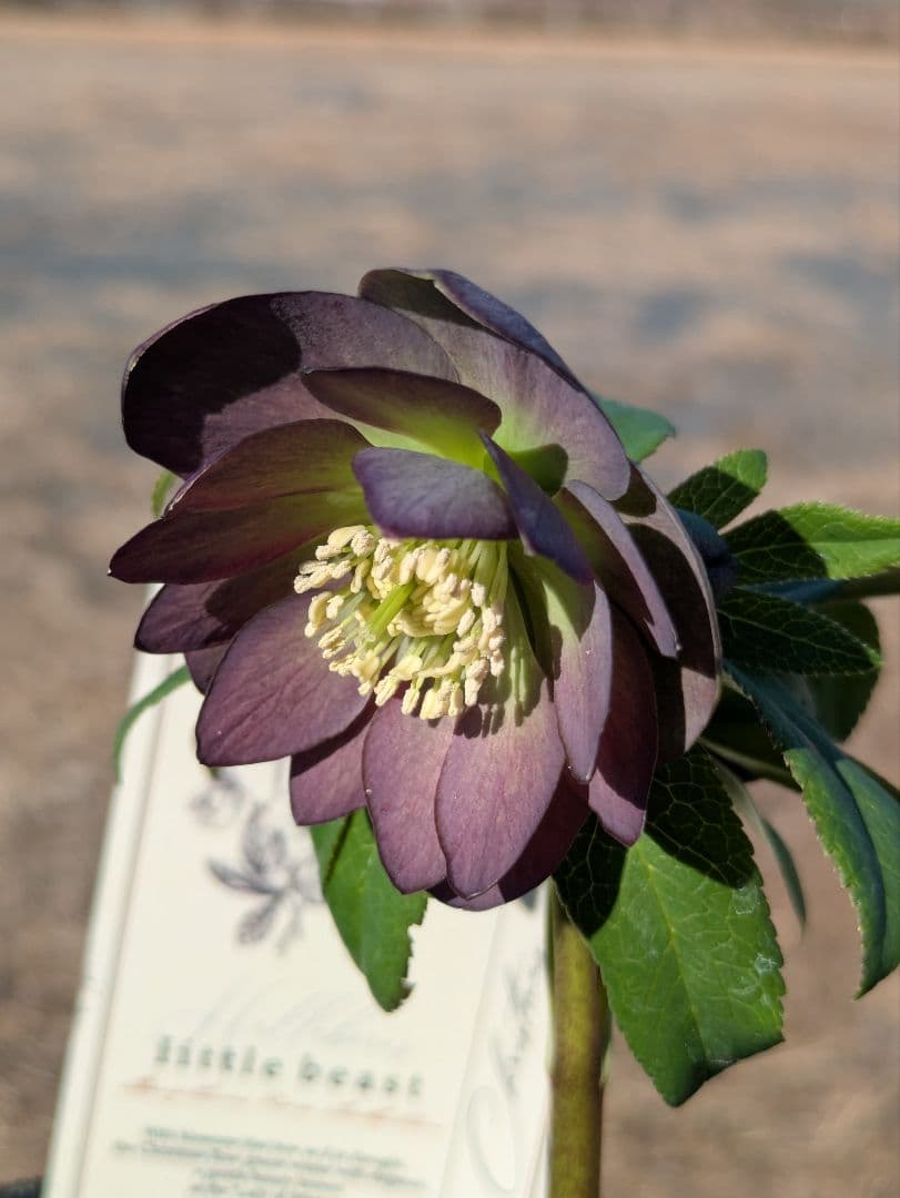 極美・原種交配｜クリスマスローズ リトルビースト ムルチフィダス系 開花株