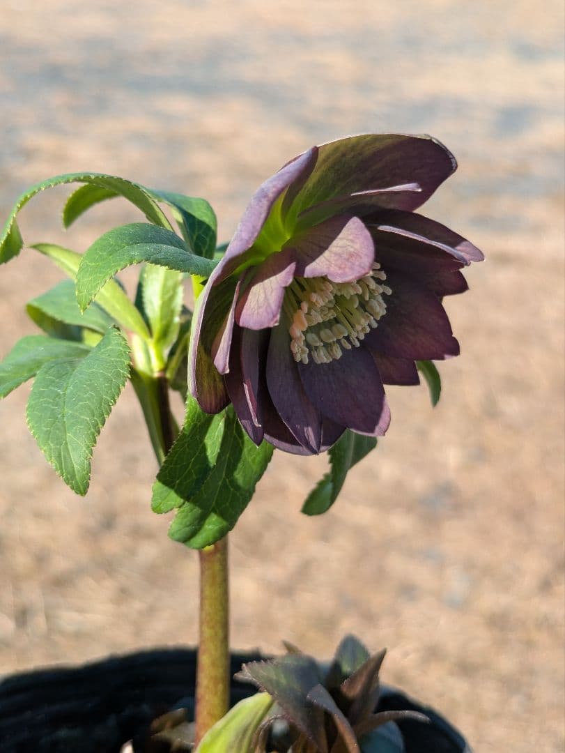 極美・原種交配｜クリスマスローズ リトルビースト ムルチフィダス系 開花株