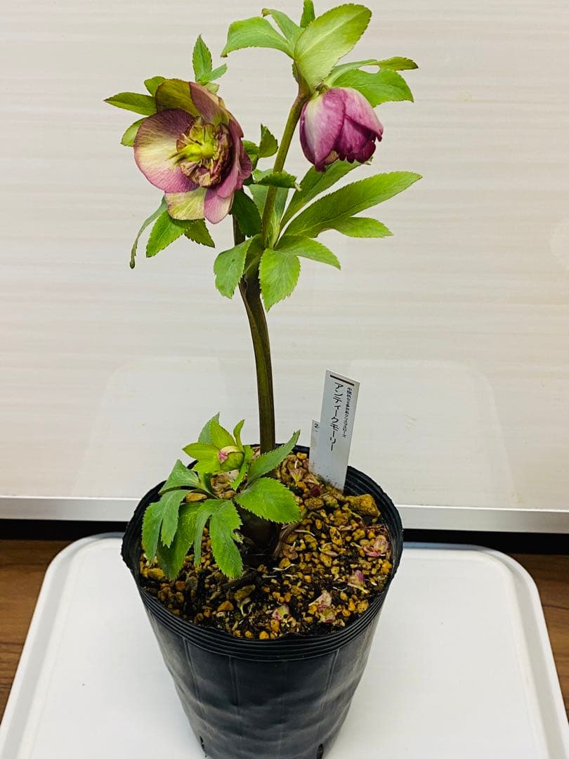 アンテークモーリークリスマスローズ苗