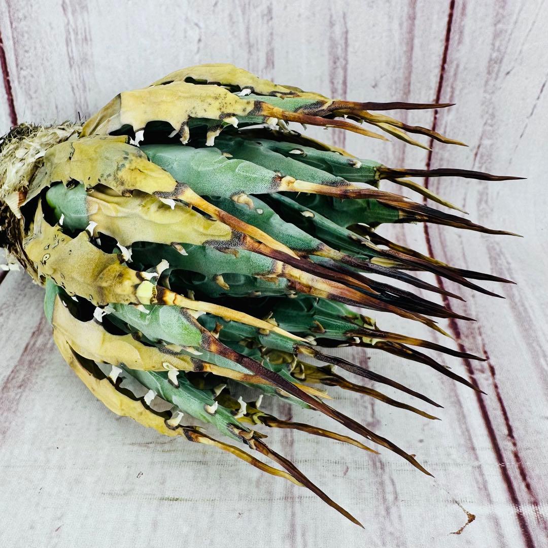 799 アガベ ユタエンシス エボリスピナ ブラックスパイン 陽炎