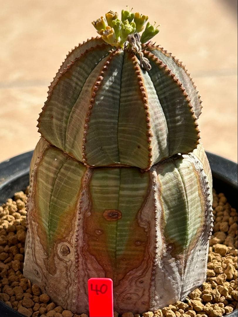 ユーフォルビア　オベサ