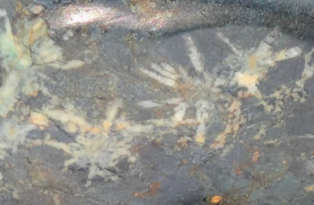 T*n様 菊花石　モスグリーン母岩に白の小花　根尾 鑑賞石 水石 自然石　紫檀台