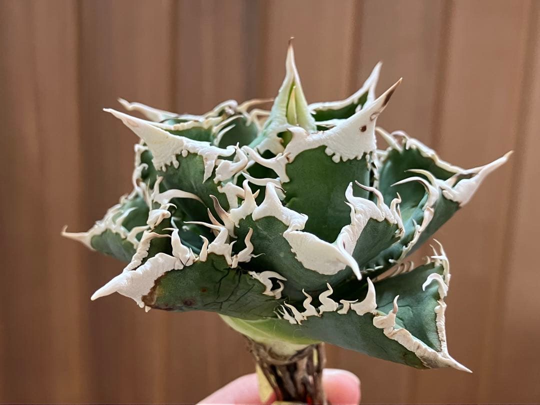 【初売り】75 超選抜　太棘　優秀　バンド幅特大　アガベ　白豪刺TC 匿名配送⑧