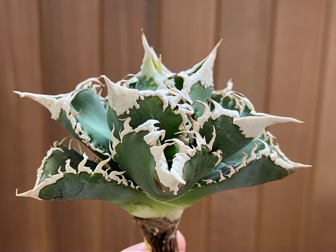 【初売り】75 超選抜　太棘　優秀　バンド幅特大　アガベ　白豪刺TC 匿名配送⑧