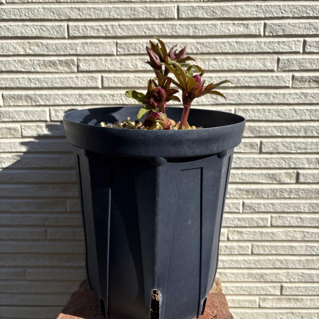 ま*い様 クリスマスローズ　蕾多数　ピンク